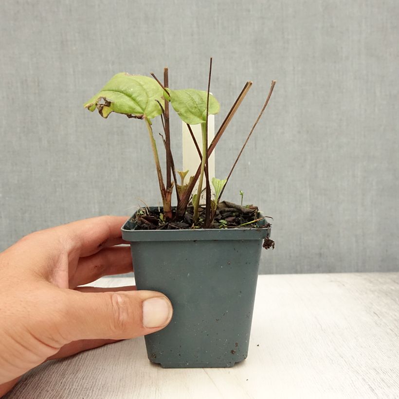 Esimerkki kesällä toimitetusta Kaunopunahattu Summer Cocktail Taimiruukku 8/9 cm-taimesta