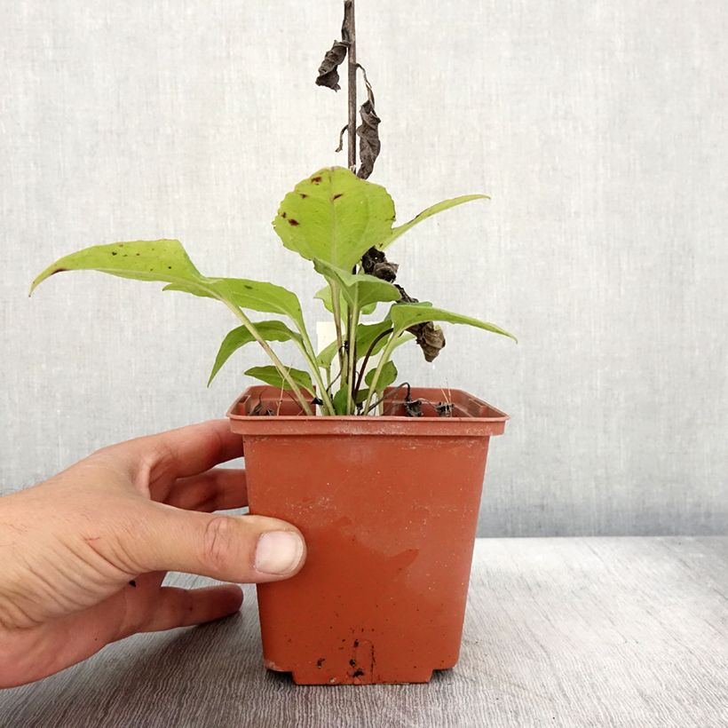 Esimerkki syksyllä toimitetusta Echinacea purpurea Summer Cocktail Pot de 1L/1,5L-taimesta