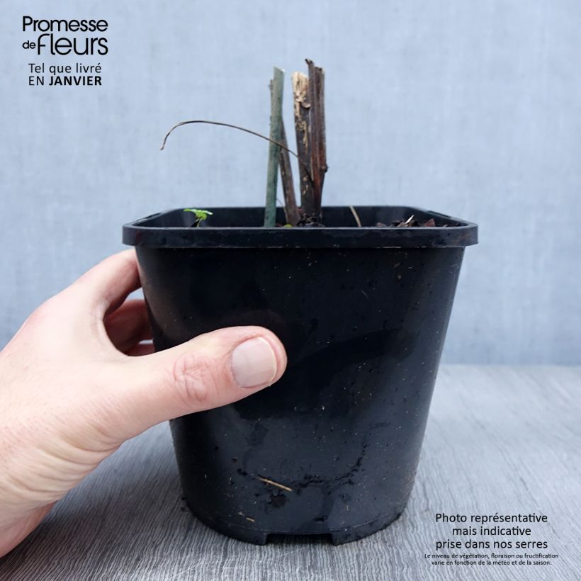 Esimerkki talvella toimitetusta Echinacea purpurea Virgin - Echinacée Pot de 2L/3L-taimesta