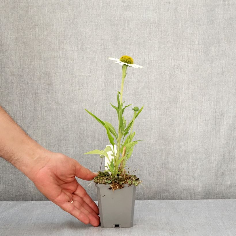 Esimerkki kesällä toimitetusta Kaunopunahattu White Meditation Taimiruukku 8/9 cm-taimesta
