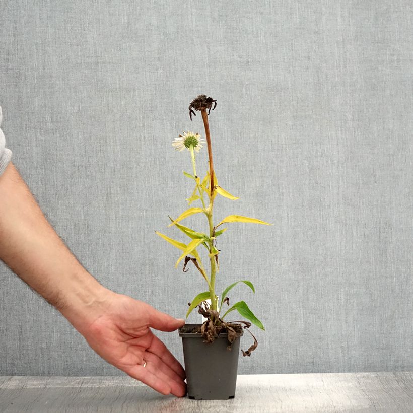 Esimerkki syksyllä toimitetusta Echinacea purpurea White Meditation Godet de 8/9 cm-taimesta