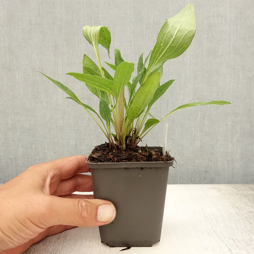 Esimerkki kesällä toimitetusta Kaunopunahattu Southern Belle Taimiruukku 8/9 cm-taimesta