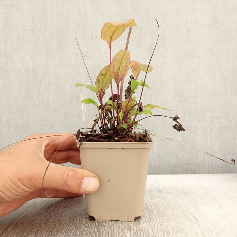 Esimerkki syksyllä toimitetusta Kaunopunahattu Sunny Meadow Mama 8/9 cm taimiruukku-taimesta