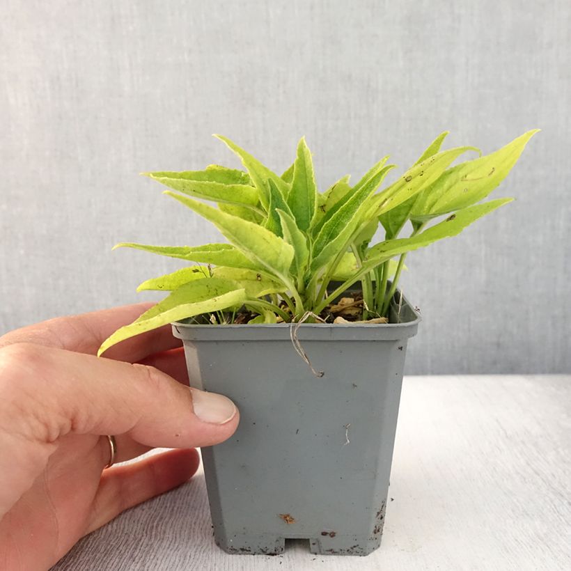Esimerkki kesällä toimitetusta Kaunopunahattu SunSeekers Apple Green Godet de 8/9 cm-taimesta
