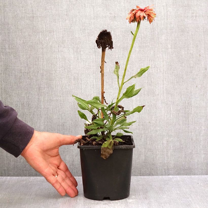 Esimerkki syksyllä toimitetusta Kaunopunahattu SunSeekers Rainbow - Echinacea purpurea 1,5 litran / 2 litran kannu-taimesta