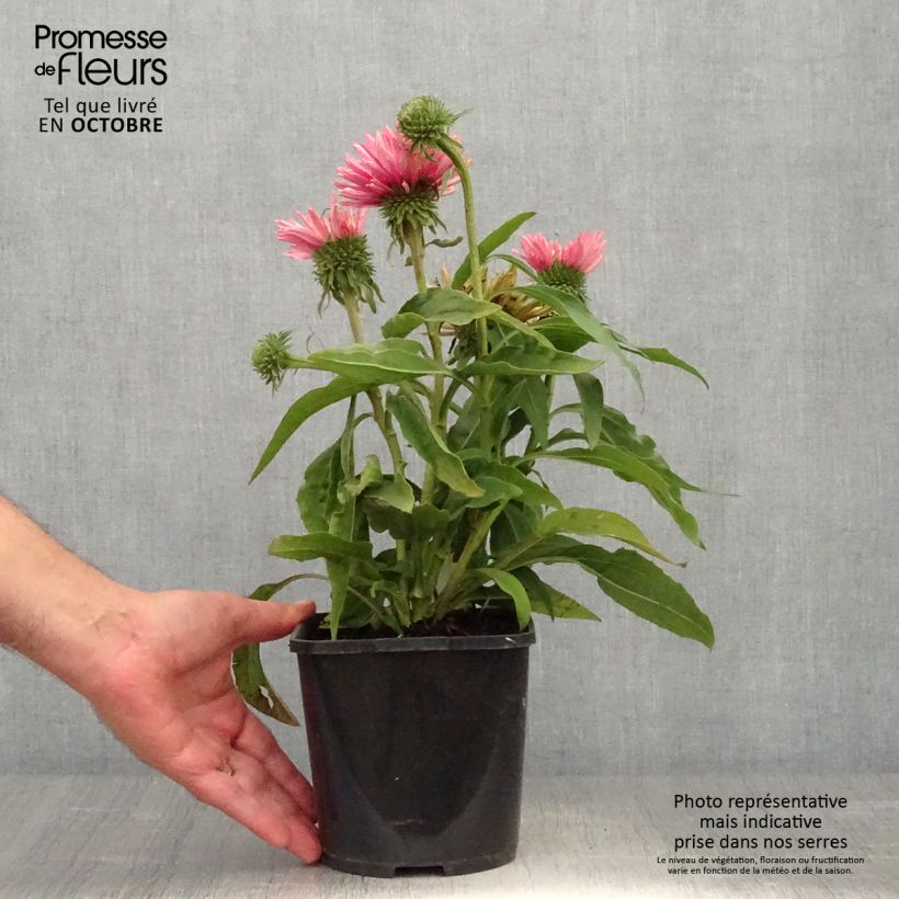 Esimerkki syksyllä toimitetusta Echinacea SunSeekers Salmon - Echinacée Pot de 2L/3L-taimesta