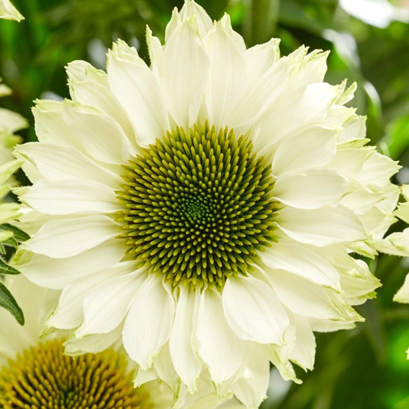 Kaunopunahattu SunSeekers White Perfection (Kukinta)
