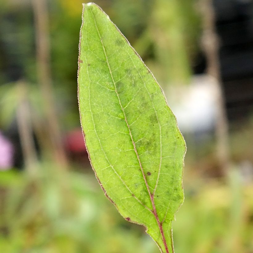Kaunopunahattu Sombrero Baja Burgundy (Lehvistö)