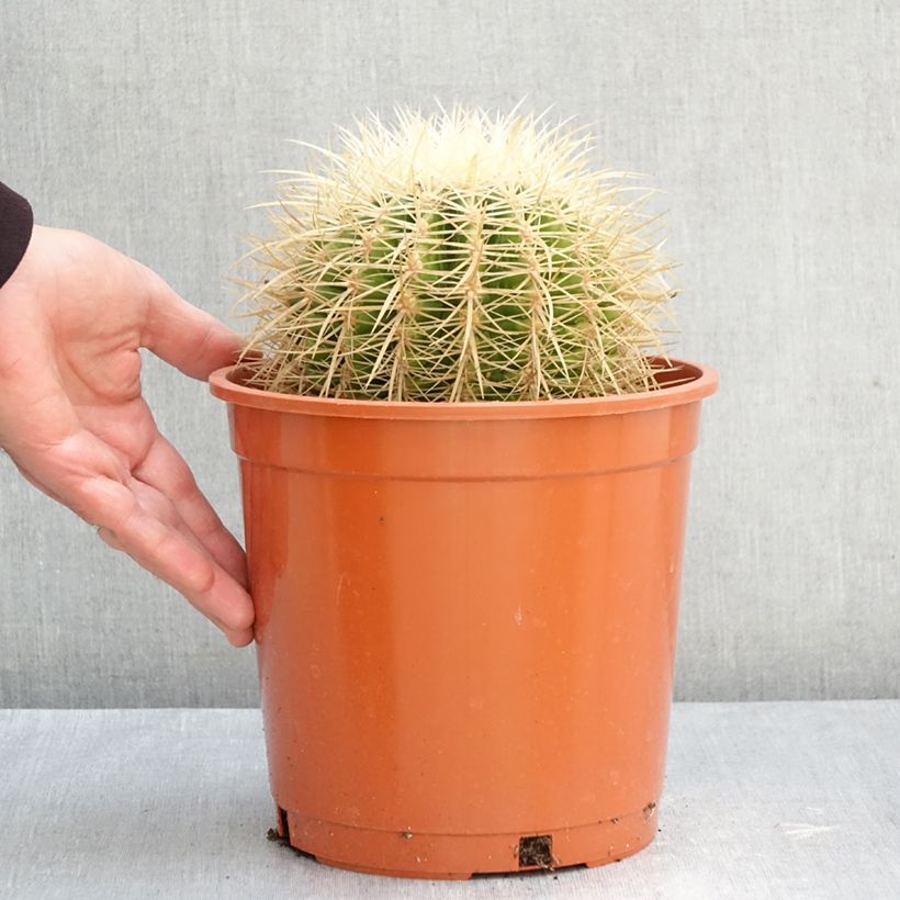 Esimerkki syksyllä toimitetusta Kultasiilikaktus - Echinocactus grusonii var. albispinus 4 litran/5 litran ruukku-taimesta