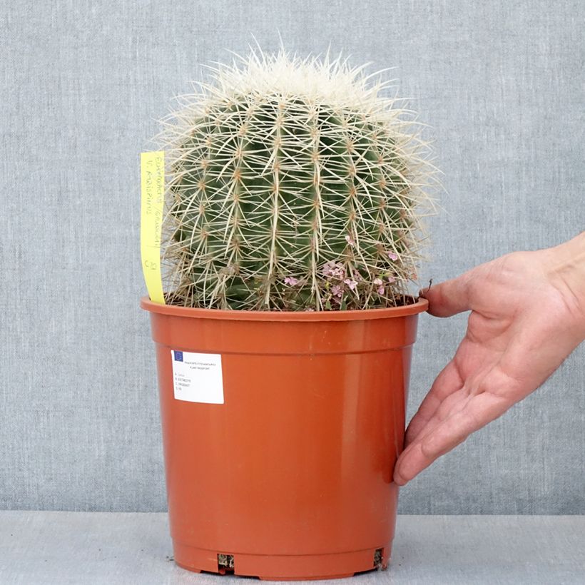 Esimerkki kesällä toimitetusta Kultasiilikaktus - Echinocactus grusonii var. albispinus 4 litran/5 litran ruukku-taimesta