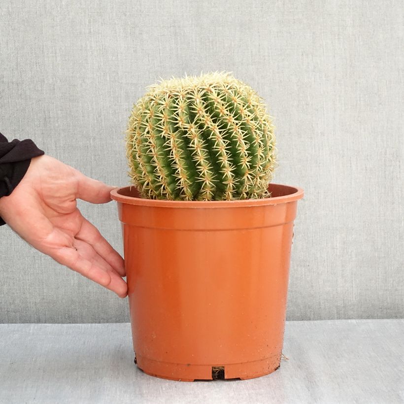 Esimerkki syksyllä toimitetusta Siilikaktus - Echinocactus grusonii var. brevispinus 4 litran/5 litran ruukku-taimesta