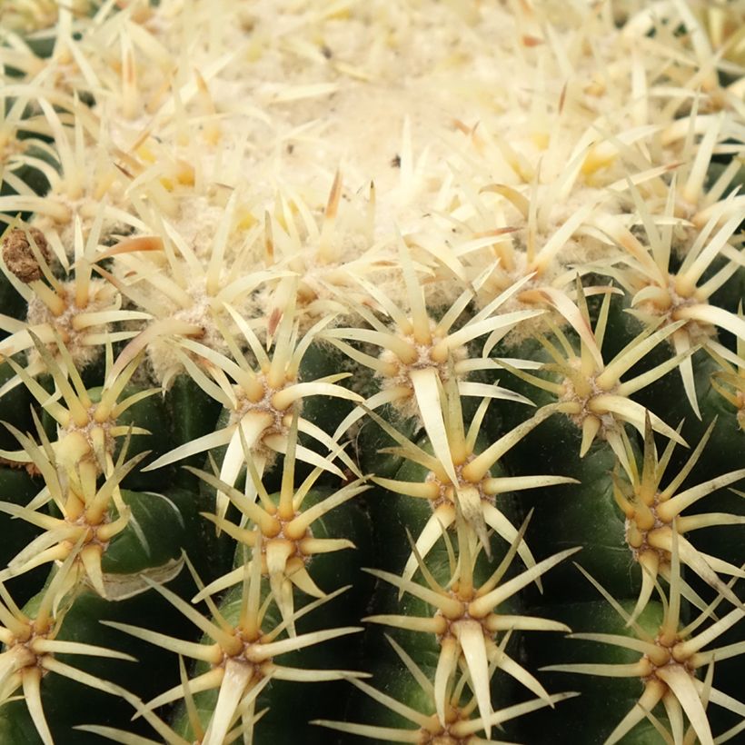 Siilikaktus - Echinocactus grusonii var. brevispinus (Lehvistö)