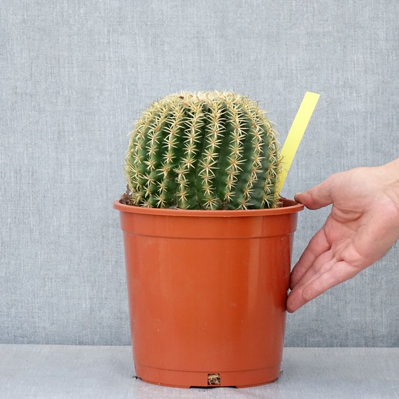 Esimerkki kesällä toimitetusta Siilikaktus - Echinocactus grusonii var. brevispinus 4 litran/5 litran ruukku-taimesta