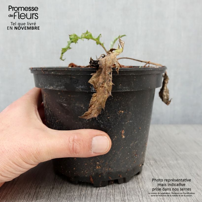 Esimerkki syksyllä toimitetusta Echinops bannaticus Taplow Blue - Chardon boule Pot de 2L/3L-taimesta