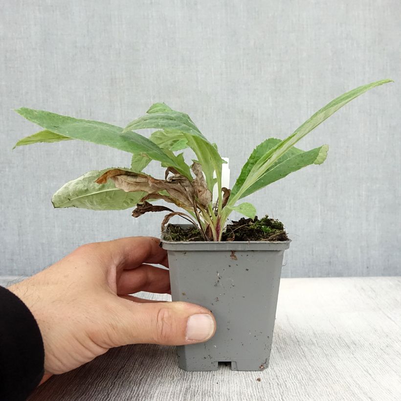 Esimerkki syksyllä toimitetusta Otapallo-ohdake Veitch’s Blue 8/9 cm taimiruukku-taimesta