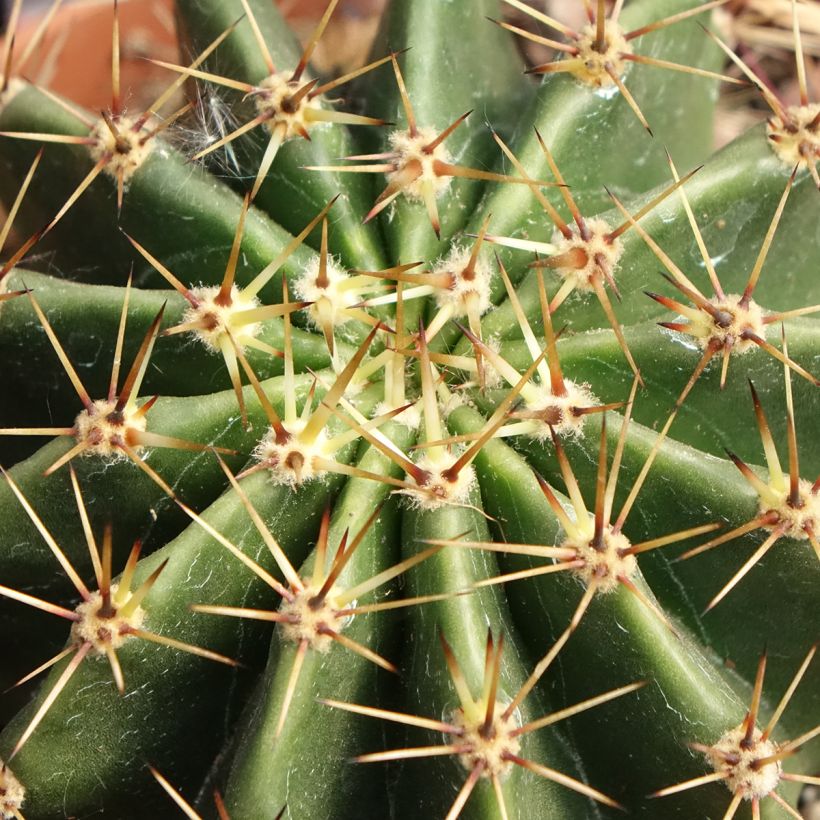 Pallokaktus - Echinopsis multiplex (Lehvistö)