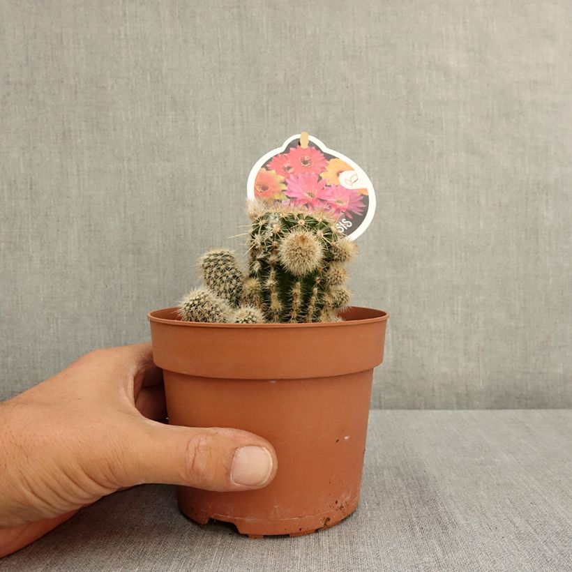 Esimerkki kesällä toimitetusta Pallokaktus - Echinopsis multiplex 1 litran / 1,5 litran ruukku-taimesta