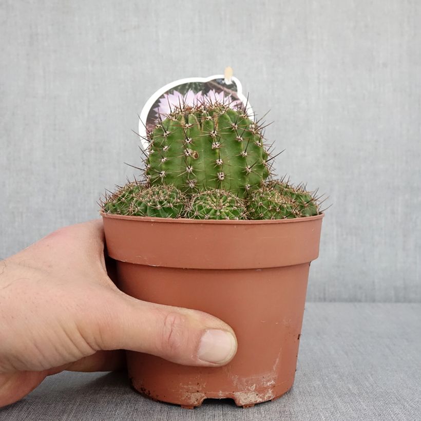 Esimerkki talvella toimitetusta Pallokaktus - Echinopsis multiplex 1 litran / 1,5 litran ruukku-taimesta