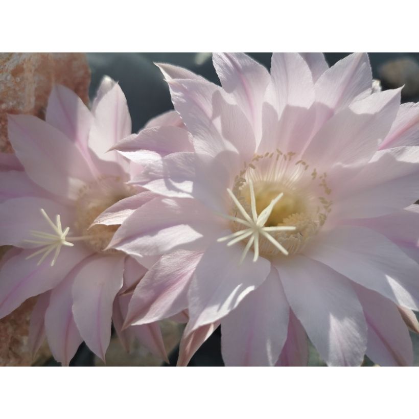 Pallokaktus - Echinopsis subdenudata (Kukinta)