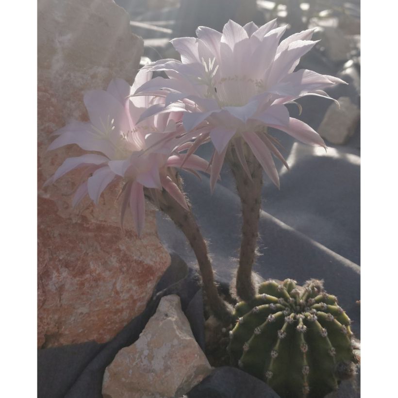 Pallokaktus - Echinopsis subdenudata (Kasvutapa)