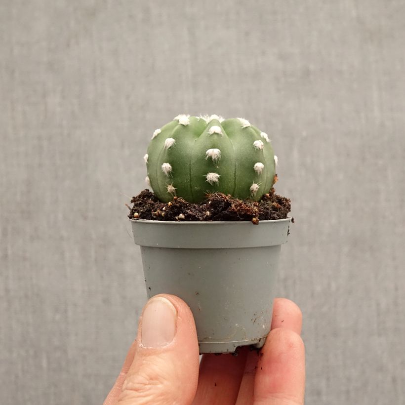 Esimerkki keväällä toimitetusta Pallokaktus - Echinopsis subdenudata Minikasvi-taimesta