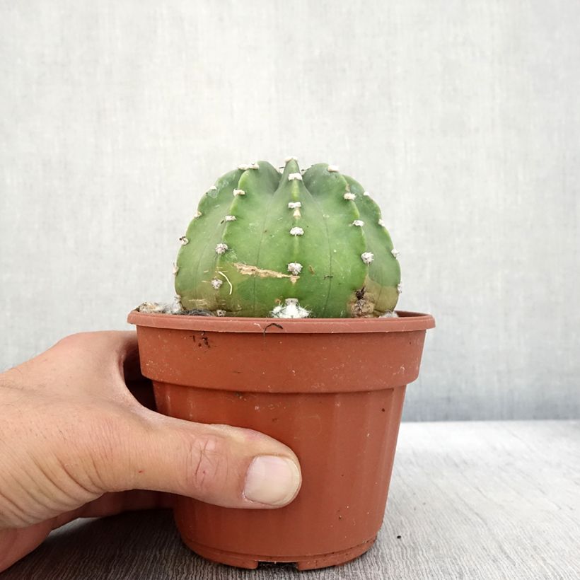 Esimerkki syksyllä toimitetusta Pallokaktus - Echinopsis subdenudata 12 cm / 13 cm ruukku-taimesta