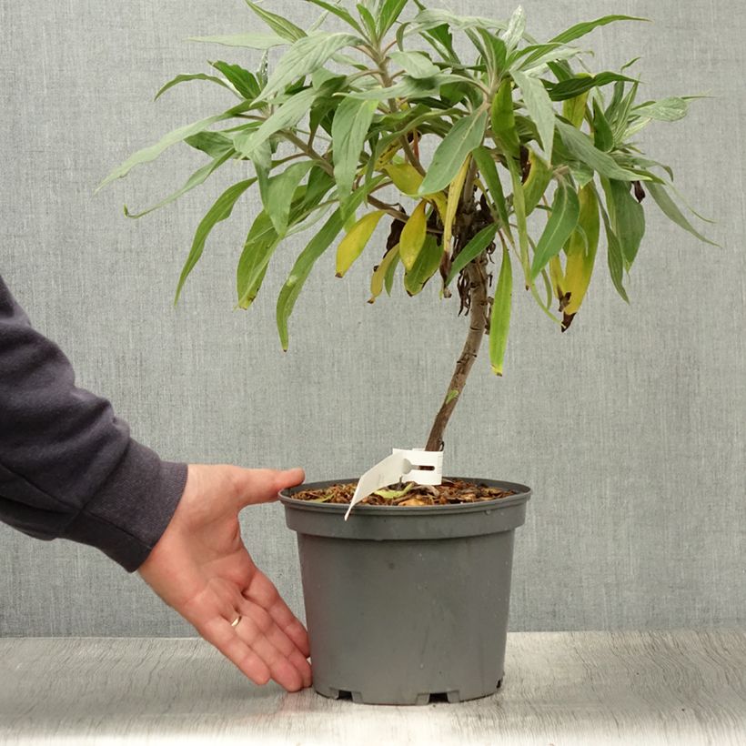 Esimerkki kesällä toimitetusta Harmaaneidonkieli - Echium candicans Ruukku 3L / 4L-taimesta