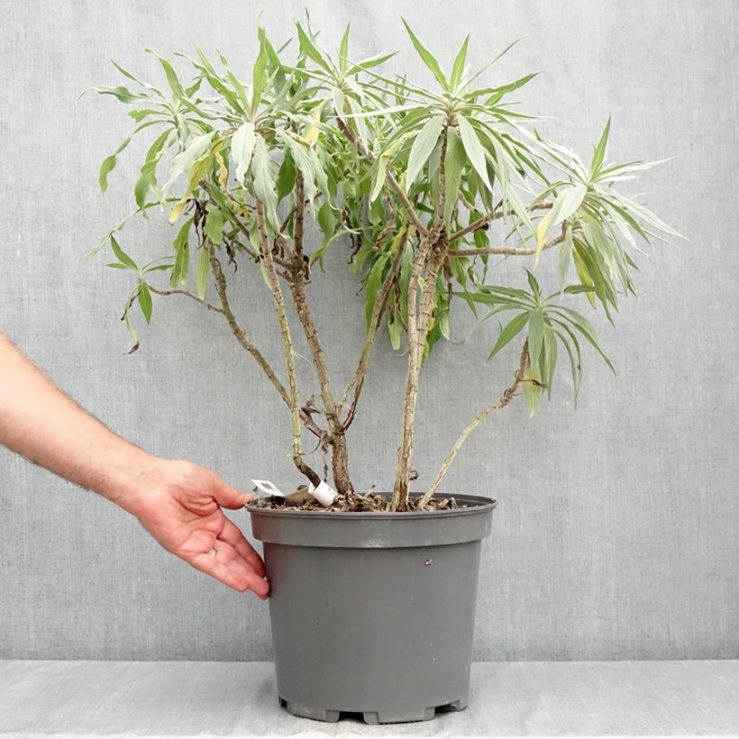 Esimerkki kesällä toimitetusta Harmaaneidonkieli - Echium candicans Ruukku 7,5L / 10L-taimesta