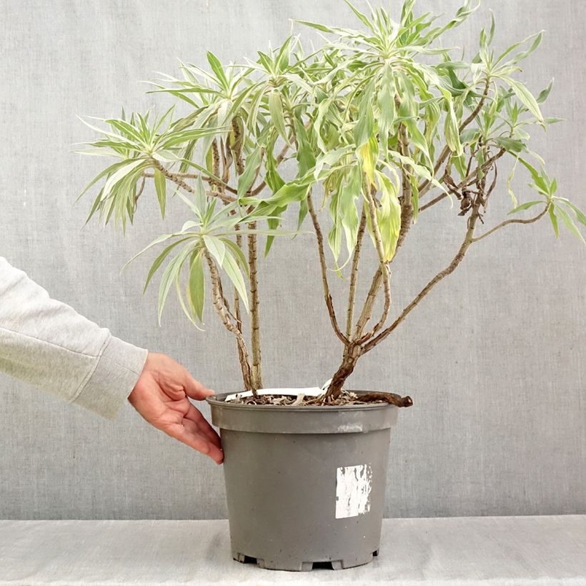 Esimerkki syksyllä toimitetusta Harmaaneidonkieli - Echium candicans 7,5 litran / 10 litran ruukku-taimesta