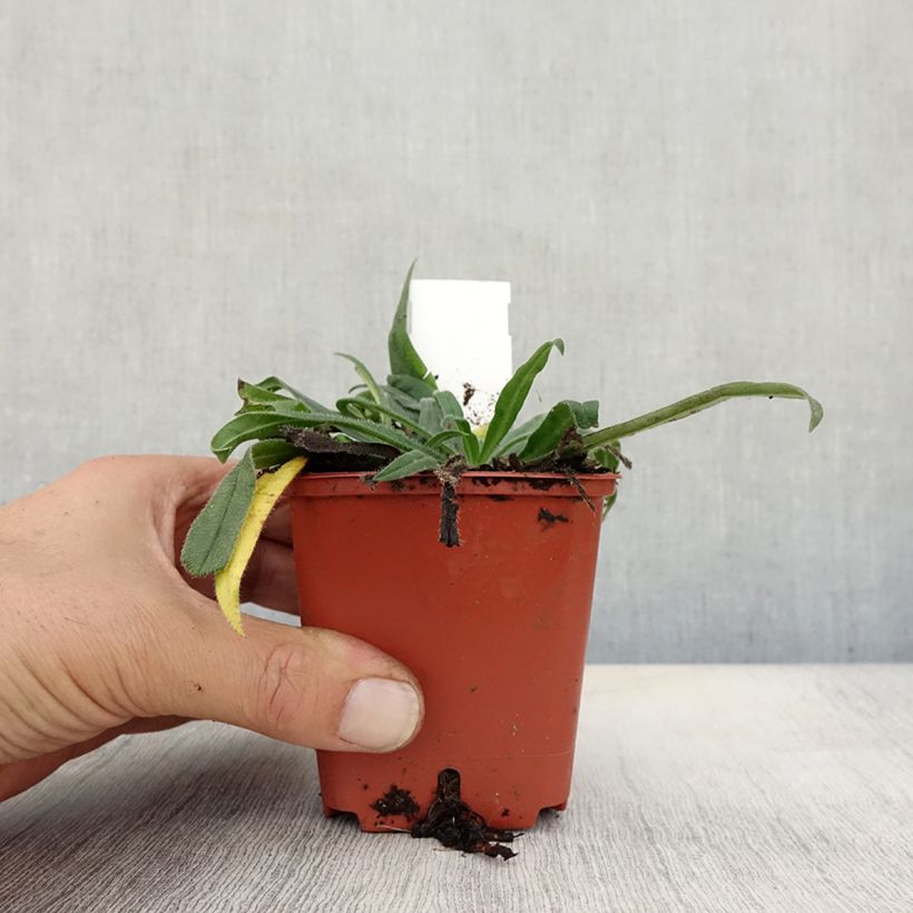 Esimerkki syksyllä toimitetusta Soihtuneidonkieli - Echium russicum 8/9 cm taimiruukku-taimesta