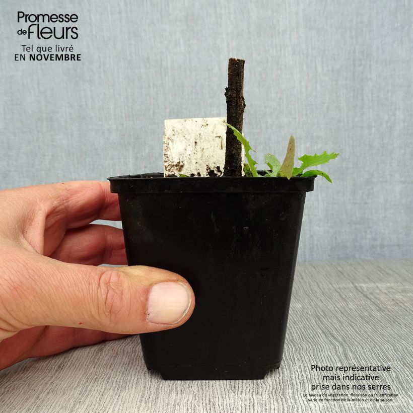 Esimerkki syksyllä toimitetusta Kyläneidonkieli - Echium vulgare 8/9 cm taimiruukku-taimesta