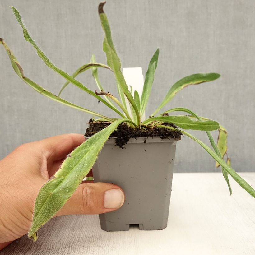 Esimerkki kesällä toimitetusta Kyläneidonkieli - Echium vulgare Godet de 8/9 cm-taimesta