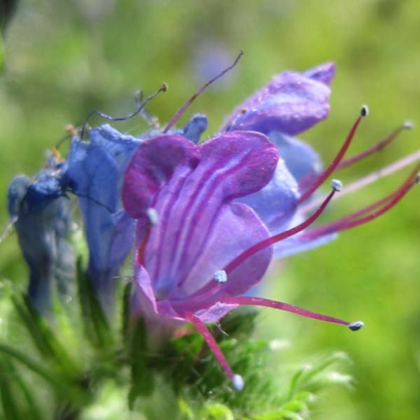 Kyläneidonkieli - Echium vulgare (Kukinta)