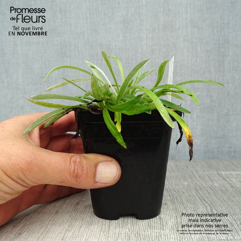 Esimerkki syksyllä toimitetusta Euroopanalppitähti - Leontopodium alpinum 8/9 cm taimiruukku-taimesta