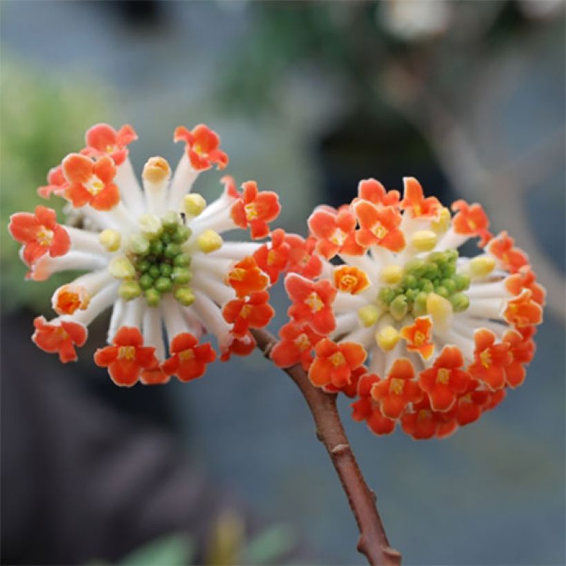 Edgeworthia chrysantha Red Dragon Akebono (Kukinta)
