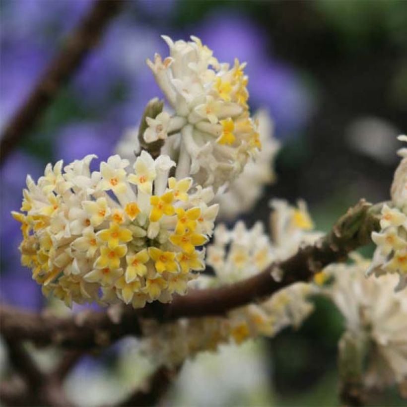 Edgeworthia chrysantha (Kukinta)