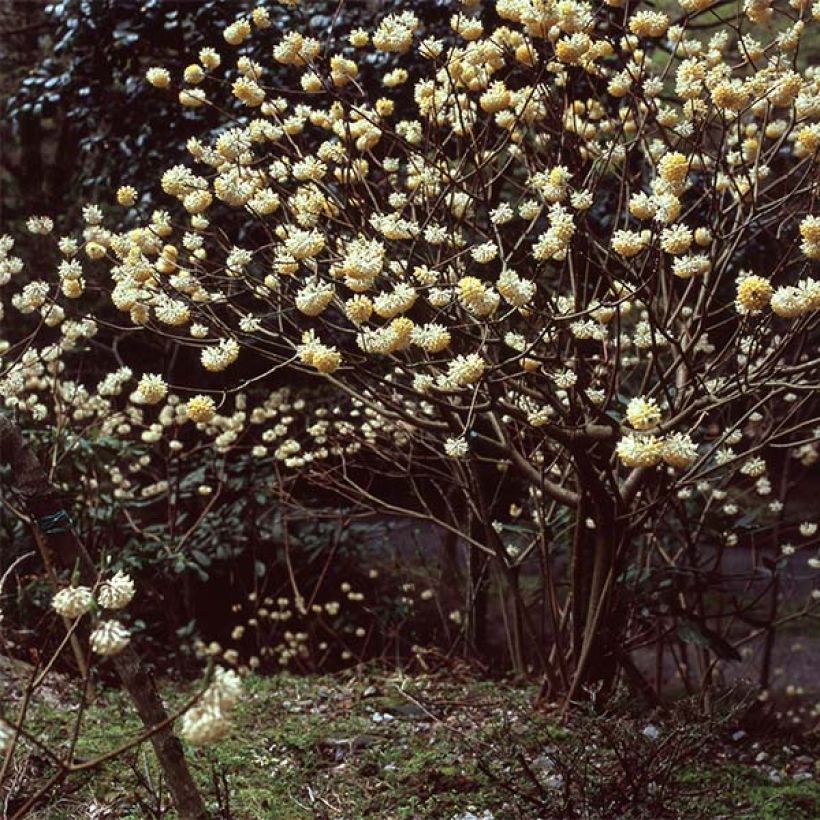 Edgeworthia chrysantha (Kasvutapa)