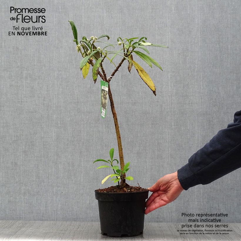 Esimerkki syksyllä toimitetusta Edgeworthia chrysantha 3 litran/4 litran ruukku-taimesta