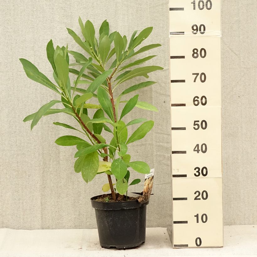 Esimerkki kesällä toimitetusta Edgeworthia chrysantha Ruukku 3L / 4L-taimesta