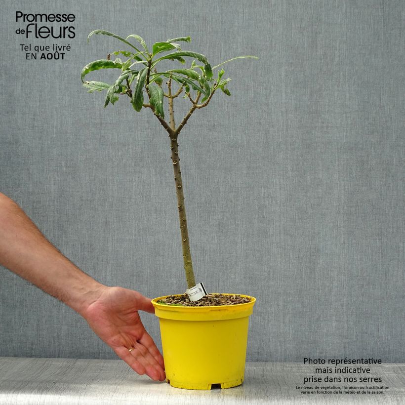 Esimerkki kesällä toimitetusta Edgeworthia chrysantha Nanjing Gold Pot de 2L/3L-taimesta