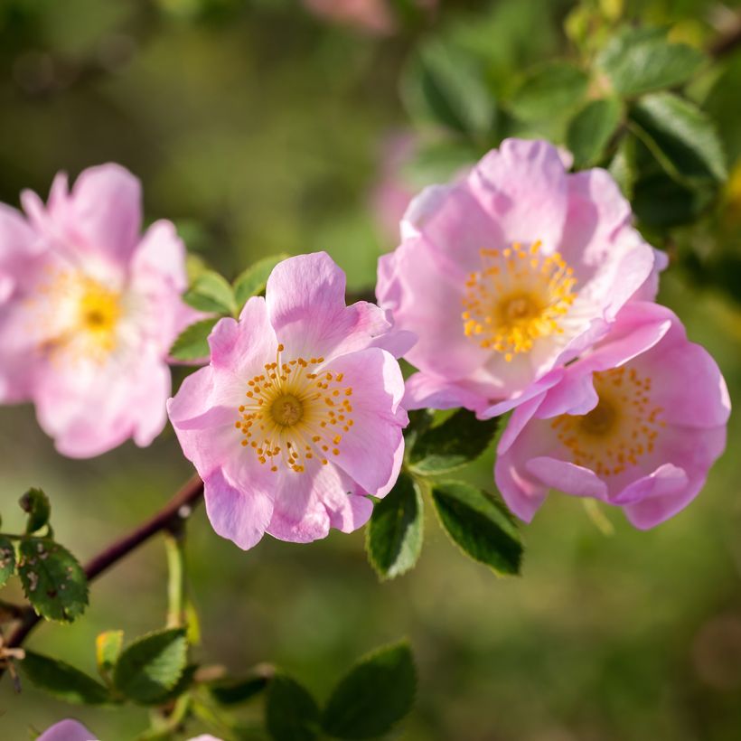 Kaljukoiranruusu - Rosa canina (Lehvistö)