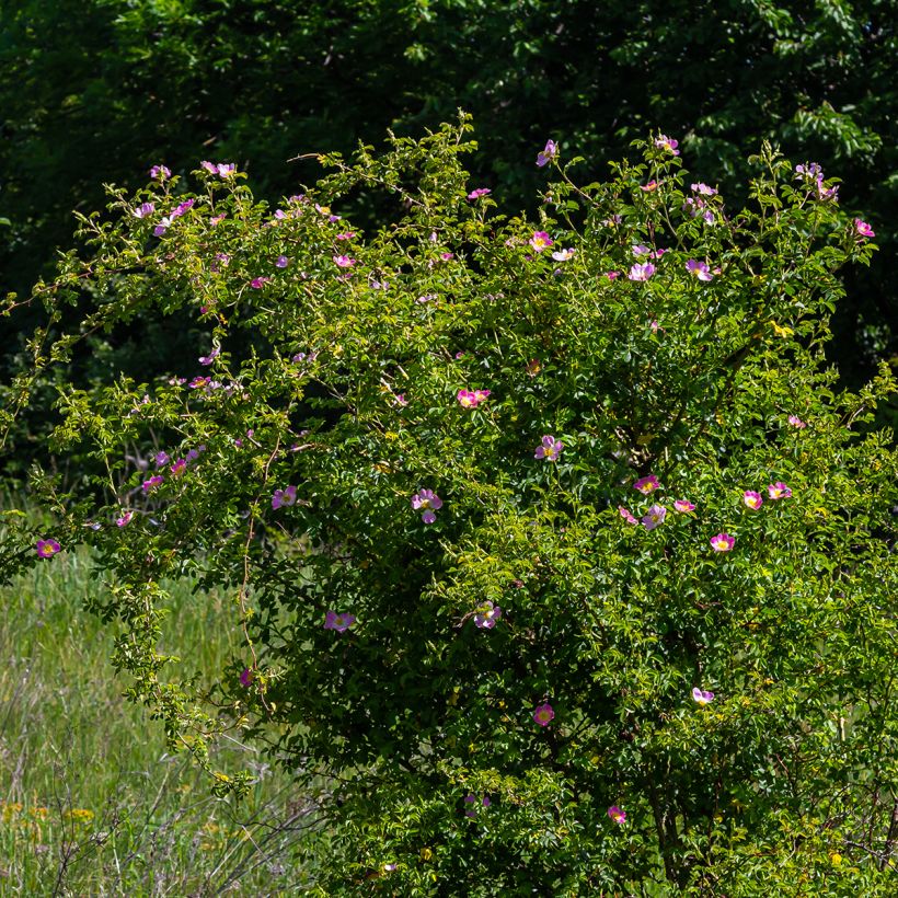Kaljukoiranruusu - Rosa canina (Kasvutapa)