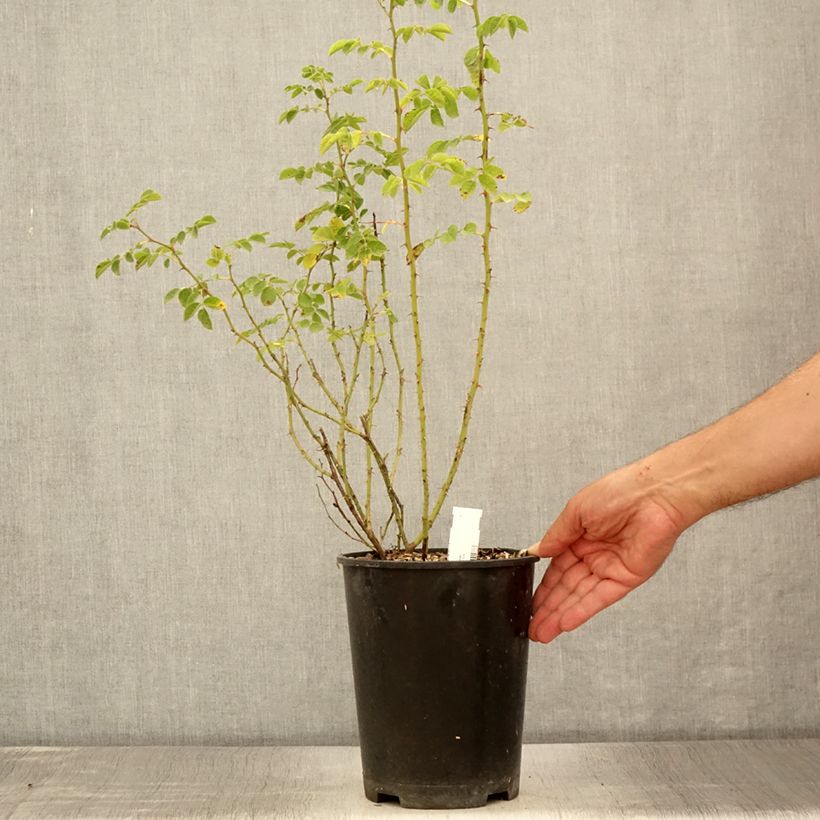 Esimerkki kesällä toimitetusta Omenaruusu - Rosa rubiginosa 2 litran/3 litran ruukku-taimesta