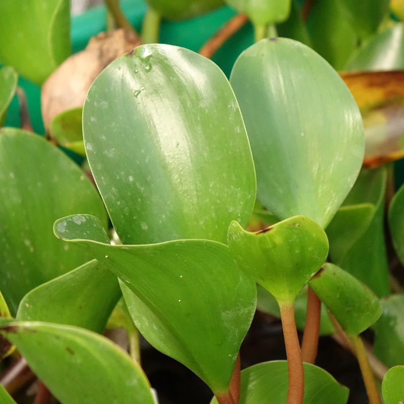 Eichhorna azurea (Foliage)