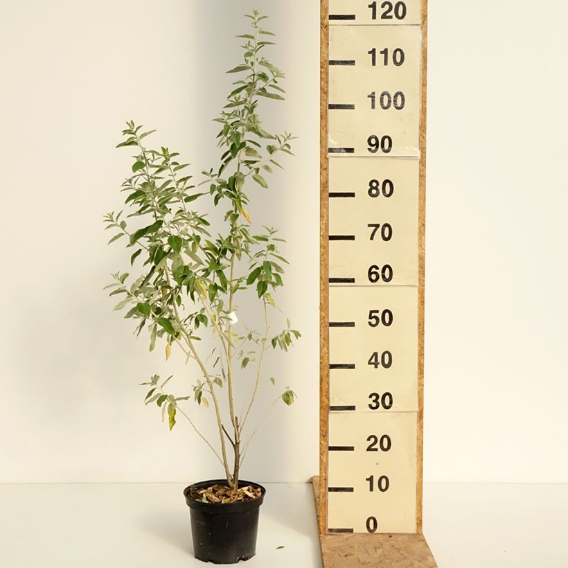 Esimerkki kesällä toimitetusta Idänhopeapensas - Elaeagnus angustifolia Ruukku 2L / 3L-taimesta