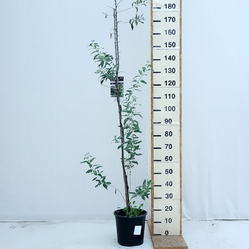 Esimerkki kesällä toimitetusta Idänhopeapensas - Elaeagnus angustifolia Ruukku 7,5L / 10L-taimesta