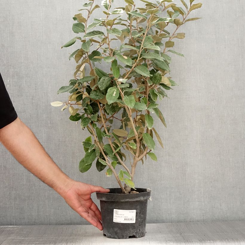 Esimerkki kesällä toimitetusta Hopeapensas - Elaeagnus ebbingei Ruukku 2L / 3L-taimesta