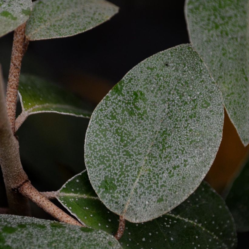 Hopeapensas - Elaeagnus ebbingei (Lehvistö)