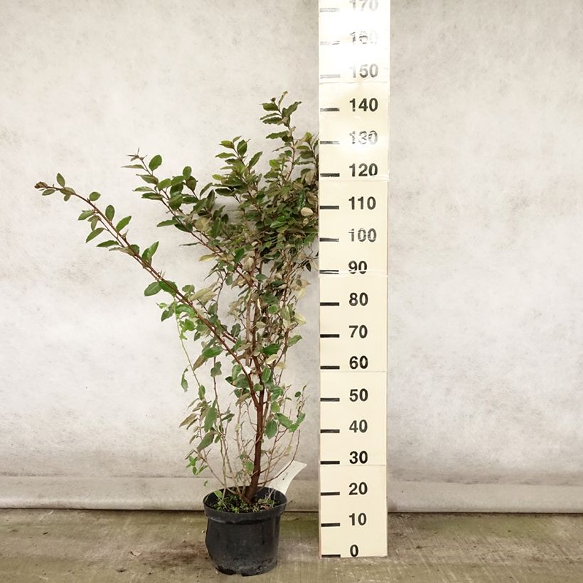 Esimerkki kesällä toimitetusta Hopeapensas - Elaeagnus ebbingei Ruukku 7,5L / 10L-taimesta