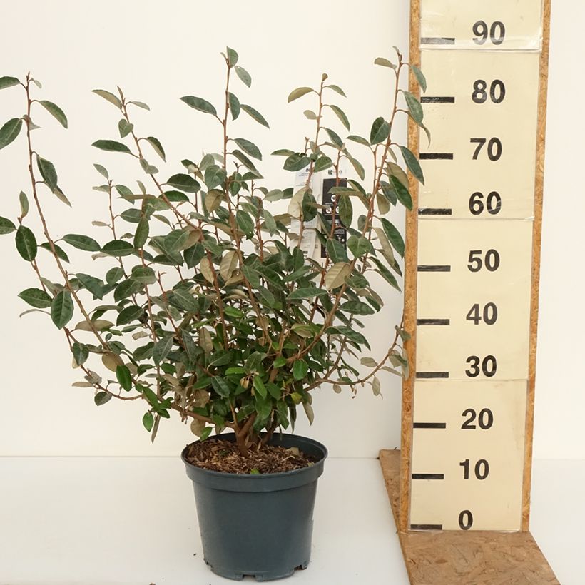 Esimerkki syksyllä toimitetusta Hopeapensas - Elaeagnus ebbingei 7,5 litran / 10 litran ruukku-taimesta